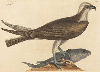 钓鱼鹰（猎鹰）`The Fishing Hawk (Falco haliaetus) (1754) by Mark Catesby