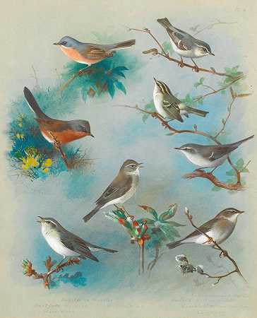 莺和鹪鹩`Warbler And Wrens (1913) by Archibald Thorburn