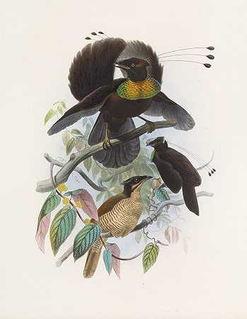 性假牙`Parotia sexpennis (1873) by Daniel Giraud Elliot