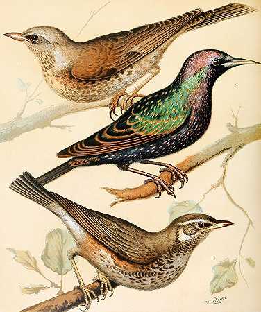 野鸟、椋鸟、红翼鸟`Fieldfare, Starling, Redwing (1878) by W. A . Blakston
