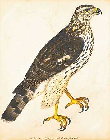 猎鹰的肖像`Portrait Of A Falcon Gentle by The Reverend Christopher Atkinson