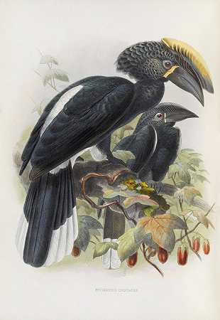 鸡冠比卡尼斯`Bycanistes cristatus (1882) by Daniel Giraud Elliot