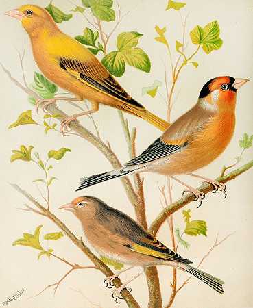 绿雀和红雀，牛雀和金雀，绿飞鱼和金丝雀骡子`Greenfinch And Linnet, Bullfinch And Goldfinch, Greenfitch And Canary Mule (1878) by W. A . Blakston
