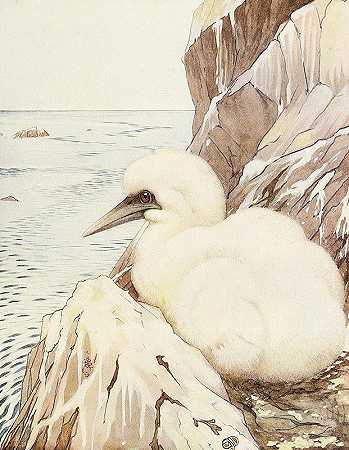 塘鹅`The Gannet (1912) by Edward Julius Detmold