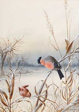 冬天——一只雄鸡、牛雀和鹪鹩`Winter – A Cock Bullfinch and Wren by Harry Bright