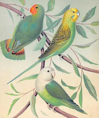 红头爱鸟、草鹦鹉、马达加斯加爱鸟`Red~Headed Love~Bird, Grass Parakeet, Madagascar Love~Bird (1878) by W. A . Blakston