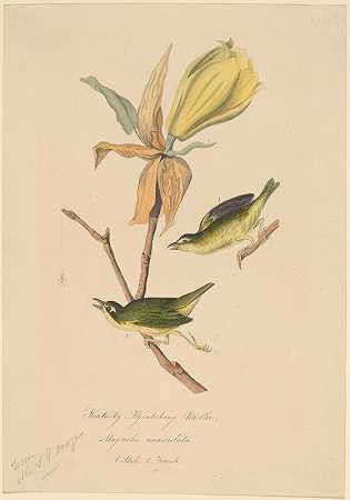 肯塔基州捕蝇草莺`Kentucky Fly~catching Warbler (1830s) by John Woodhouse Audubon