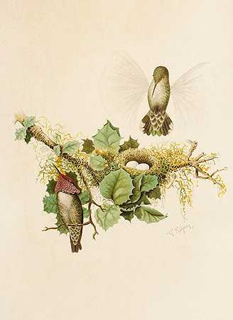 北美鸟类世界pl35`Die Nordamerikanische Vogelwelt pl35 (1891) by Robert Ridgway