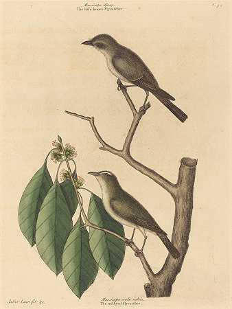 棕色小捕蝇器`The Little Brown Flycatcher (1731~1743) by Mark Catesby