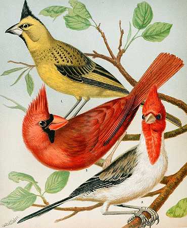 维吉尼亚夜莺红衣主教`Cardinals,Virginian Nightingale (1878) by W. A . Blakston