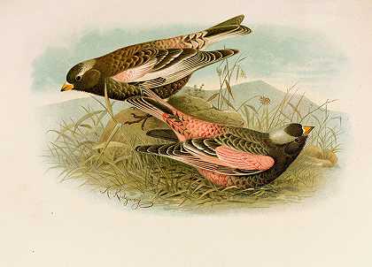 北美鸟类生活pl23`Die Nordamerikanische Vogelwelt pl23 (1891) by Robert Ridgway