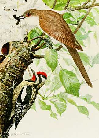 黑嘴布谷鸟，黄腹吸管`Black~Billed Cuckoo, Yellow~Bellied Sapsucker (1858) by Louis Agassiz Fuertes