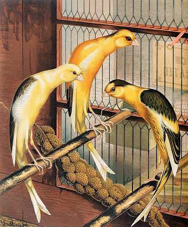 花斑苏格兰花式金丝雀`Scotch Fancy Canaries, Piebald (1878) by W. A . Blakston