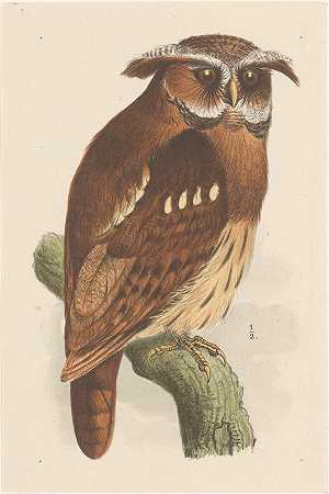 树枝上的猫头鹰（Bubo Lettii）`Owl On A Branch (Bubo Lettii) (1878 ~ 1889) by Theo van Hoytema