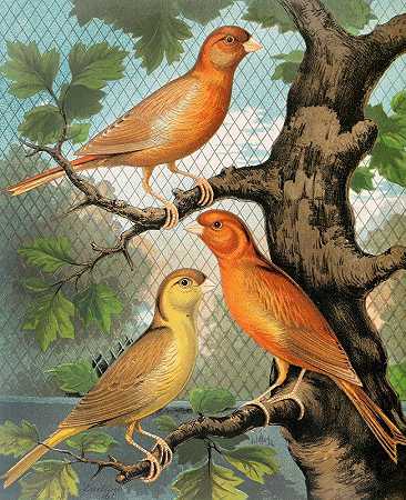 肉桂金丝雀，诺维奇型`Cinnamon Canaries, Norwich Type (1878) by W. A . Blakston
