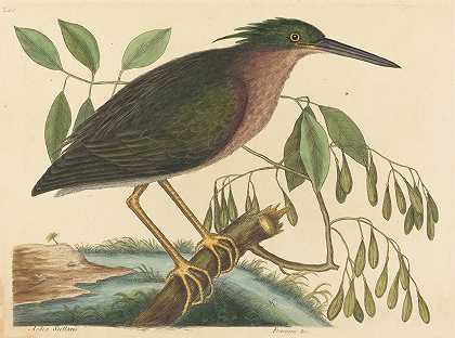 小卤虫`The Small Bittern (Ardea virescens) (1754) by Mark Catesby