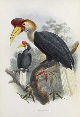 卡西迪颅漏`Cranorrhinus cassidix (1882) by Daniel Giraud Elliot