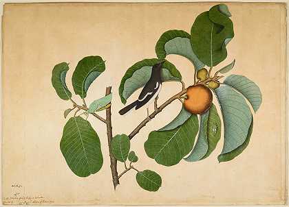 猴子杰克树枝上的东方喜鹊知更鸟和叶蝉`Oriental Magpie Robin with Katydid and Leaf Hopper on Monkey Jack Branch (1778) by Sheikh Zain al-Din