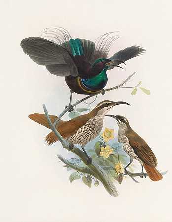 阿尔贝蒂`Ptiloris Alberti (1873) by Daniel Giraud Elliot
