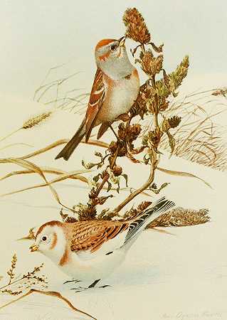 树麻雀，雪花`Tree Sparrow,Snowflake (1858) by Louis Agassiz Fuertes
