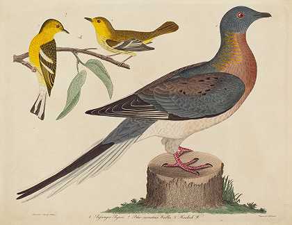 客鸽、蓝山莺和铁杉莺`Passenger Pigeon, Blue~mountain Warbler, and Hemlock Warbler (1808~1814) by John G. Warnicke