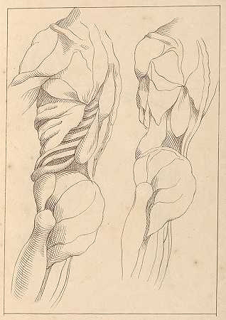 人体解剖学研究`Anatomical Studies of a Body (1716) by Hamlet Winstanley