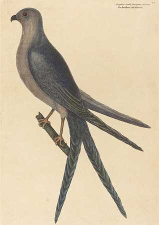 燕尾鹰`The Swallow Tail Hawk (Falco furcatus) (1754) by Mark Catesby