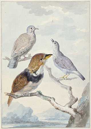 三只鸟，两只印加鸟和一个有领胡须的蛋糕`Drie vogels, twee Incaduiven en een gekraagde baardkoekoek (1753) by Aert Schouman