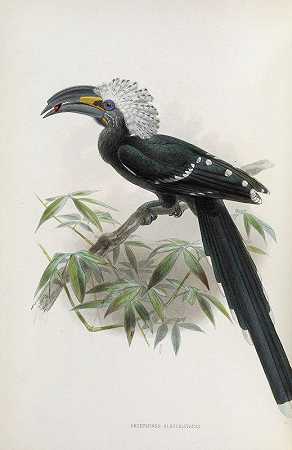 白鳍金枪鱼`Anorrhinus albocristatus (1882) by Daniel Giraud Elliot