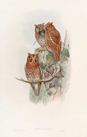 印度猫头鹰`Indian Scops Owl (1850~1883) by John Gould