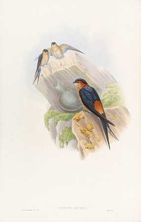 达乌里亚清真寺燕子`Daurian Mosque~Swallow (1850~1883) by John Gould