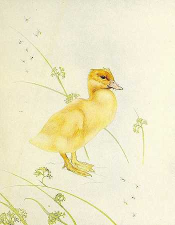 小鸭`The Duckling (1912) by Edward Julius Detmold