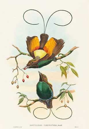 双叶状金翅目（华丽的天堂鸟）`Diphyllodes chrysoptera (Magnificent Bird of Paradise) by John Gould