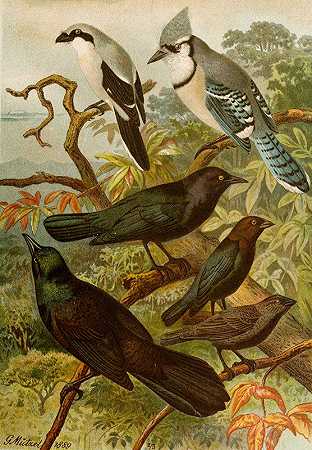 北美鸟类pl18`Die Nordamerikanische Vogelwelt pl18 (1889) by Gustav Mützel