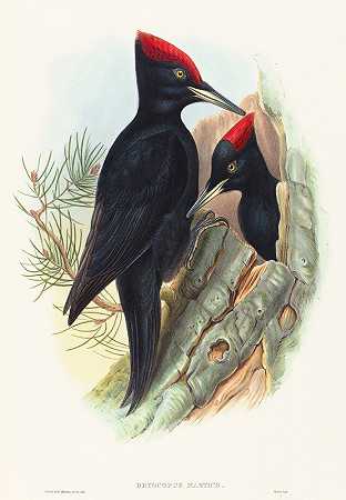 大黑啄木鸟（Dryocopus martius）`Great Black Woodpecker (Dryocopus martius) by John Gould
