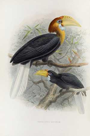那孔达米纹`Rhytidoceros narcondami (1882) by Daniel Giraud Elliot