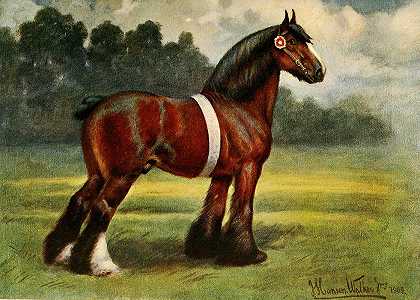 夏尔种马，霍尔斯特德皇家公爵`Shire Stallion, Halstead Royal Duke by John Hanson Walker Jr.