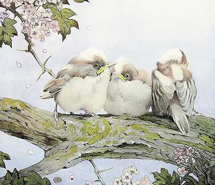 长尾山雀`The Long~Tailed Tit (1912) by Edward Julius Detmold