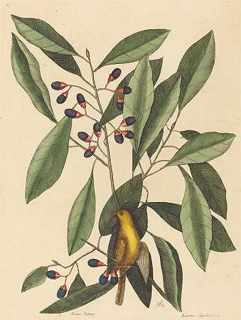 黄色山雀`The Yellow Titmouse (1754) by Mark Catesby