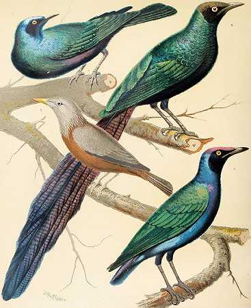 光滑的椋鸟，马拉巴八哥`Glossy Starlings, Malabar Mynah (1878) by W. A . Blakston