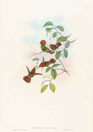 Lophornas reginae（闪闪发光的风骚女郎）`Lophornas reginae (Spangled Coquette) by John Gould