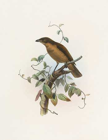 微小性弱视`Amblyornis Inornatus (1873) by Daniel Giraud Elliot