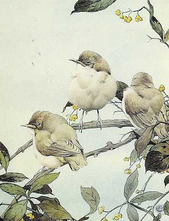 柳莺`The Willow Warbler (1912) by Edward Julius Detmold