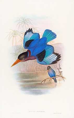 青花翠鸟`Blue~and~white Kingfisher (1850~1883) by John Gould