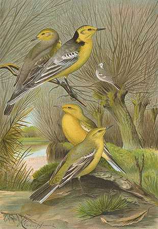 黄花绿蝶`Budytes citreolus, Budytes campestris by Johann Friedrich Naumann