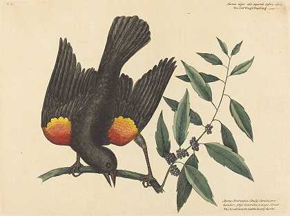 红翅椋鸟（黄鹂）`The Red Winged Starling (Oriolus phoeniceus) (1754) by Mark Catesby
