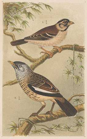 树枝上的两只鸟`Two Birds On Branches (1878~1917) by Theo van Hoytema