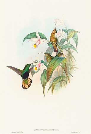 淡黄色拉弗雷斯纳亚（棕尾丝绒胸脯）`Lafresnaya flavicaudata (Buff~tailed Velvet~breast) by John Gould
