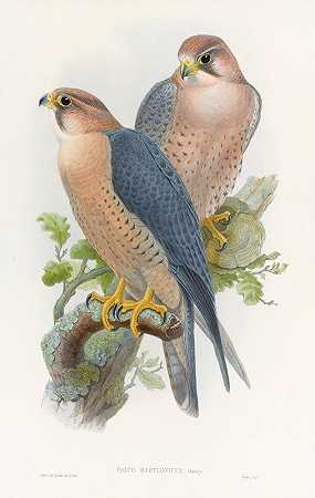红枕猎鹰`Red~naped Falcon (1850~1883) by John Gould