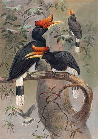 凹面角犀鸟`The Concave~Casqued Hornbill (1861~1867) by Joseph Wolf